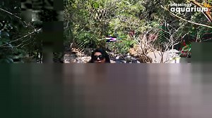 Keeping wild fish in your aquarium can be a fun and exciting experience, but it's important to take some precautions to make sure they stay safe and healthy. In this video, we'll show you some tips on how to keep wild fish in your aquarium safe and healthy. visit our socials: zaap.bio/blessingsaquarium . . . #blessingsaquarium #pune #aquariumhobby #aquarium #wildfish #riverfish | The blessings aquarium shoppe