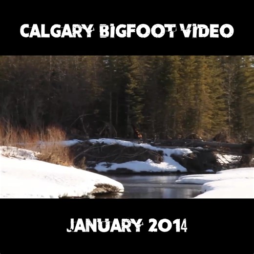 3.8M views · 10K reactions | The Calgary Bigfoot Video from January 2014 - | Bigfoot Crossroads Podcast | Facebook