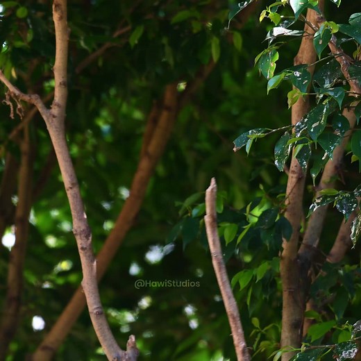 Indian Parrot flying & sitting on a tree branch #parrot #bird #nature #wildlife #indian ID: HA47265 | HAWI Studios