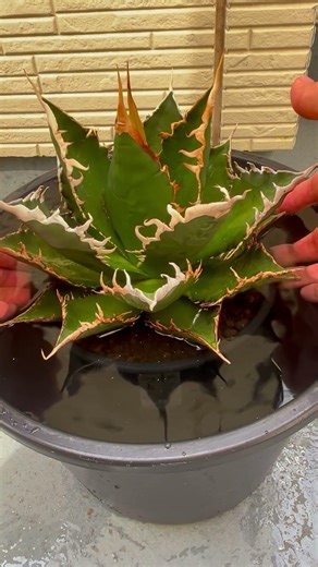 アガベ 海王 どぶ漬け 水やり