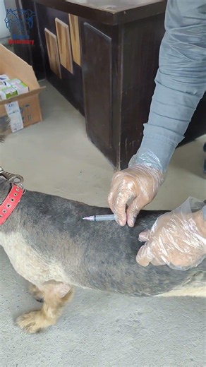 How to inject Subcut in canines #canine #dog #subcutaneous #injection #germanshepherd #veterinary