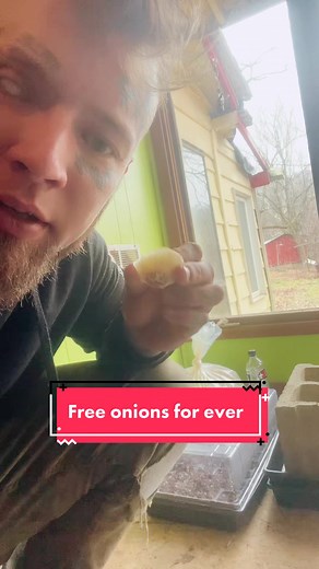 Reusing Onion Bottoms: A Simple Guide to Growing New Onions and Making Onion Powder