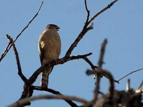Cooper's Hawk Call