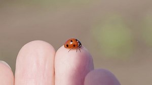 Close-up Red Ladybug Black Spots Resting Stock Footage Video (100% Royalty-free) 3428132635 | Shutterstock