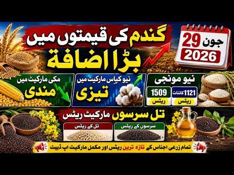 Gundan Makki Rates Today 2026 || Kapas Dhan Rates Today || Makki Ka Rate Today