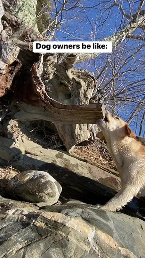 Wow | Dog Named Stella