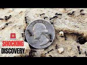 1966 Washington Quarter Worth Over $3 Million? Shocking Error You Must See!