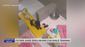 Breaking news- the cutest thing you'll see today 🐾 | WGN Morning News