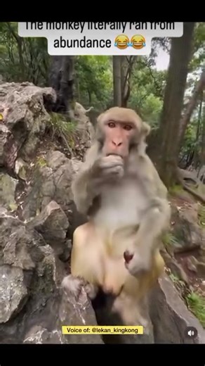 1.3K views · 17 reactions | This is Hillarious. Let us laugh    a little. Let me explain: The tourist want to tease the Monkey. He started giving the monkey  a fruit, giving the monkey over and over. The gifts was so much and the monkey ran away. There is blessing that will come to you that you will say God this is too much. I pray for you, God will give you in abundance in Jesus name. Laugh it off. Its good for your soul. | Holy Spirit TV | Facebook