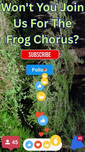 Won't You Join Us For The Frog Chorus?
