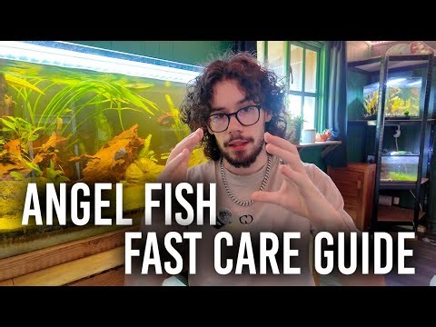 Everything you need in under 5 Minutes! | Angel Fish Care Guide