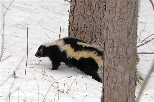 Winter wildlife activity: Skunks, coyotes leave tracks in Pennsylvania snow | Lehigh Valley Nature Watch