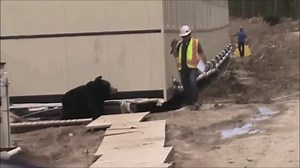 19K views · 293 reactions | Guy Pranks Co-worker in a Bear suit! | WTF Did I Just Watch? | Facebook