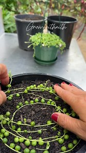33K views · 216 reactions | String of pearls propagation #gardening #propagation #viralreelsfacebook | Growwithnith | Facebook