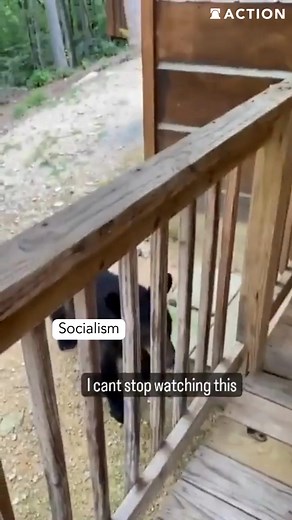 208K views · 3.2K reactions | Don’t pet that dog... Join Sentinel Nation today to help us take the fight to the swamp. Link in bio! | Heritage Action for America | Facebook