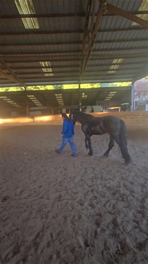 Baby Friesian Horse #california #westcoast #horse #off grid #wildlife #wildworld #nature #bereal #R