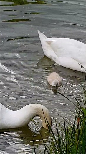 Feeding Swans with Little Cygnets in Spring | Family Care on the Water 🦢 #birds #swan