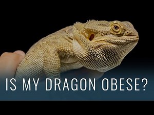 How to Tell if Your Bearded Dragon is OBESE (and Fixing It!)