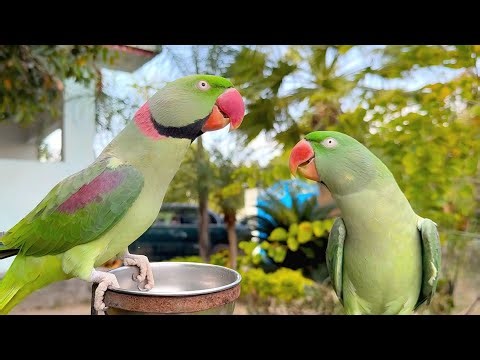 Male & Female Alexandrine Parrots Dancing & Chirping Together 😍🦜 (Natural Sounds)