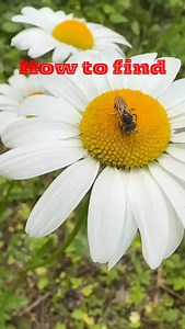 Here are my tips for finding four leaf clovers: 🍀learn how to tell a clover apart from other plants. Look up a picture of clover. It doesn’t look like the classic heart leafed plant you see representing a four leaf clover in drawings and even emojis. That plant is called yellow wood sorrel. You could definitely look for 4 leaf versions of wood sorrel if you want. But it won’t be a 4 leaf clover. 🍀 look at patches of clovers whenever you’re walking. You don’t have to look too hard. You don’t ne