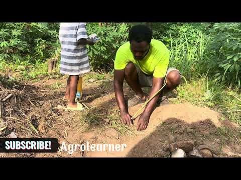 How to plant yam seedlings in Your Backyard (Step by Step) PART 1 #yam #plantingYam #agrolearner