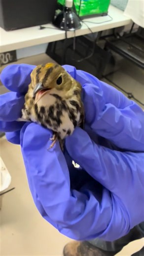 Songbird Sunday release for a beautiful OvenBird! With a week of medications and rest to recover from head trauma, the little bird was able to take flight again! | St. Francis Wildlife Association