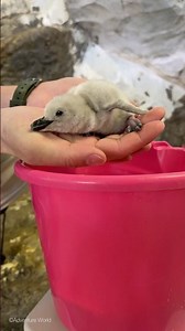 12/3・12/4 にヒゲペンギンの赤ちゃんが2羽誕生しました🐧🐧親鳥と一緒に海獣館2階で暮らしています ♪