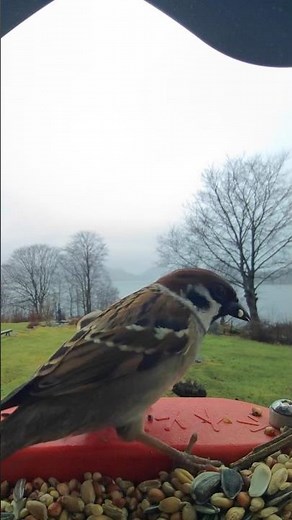 Eurasian tree sparrow and house sparrow #eurasian #tree #sparrow