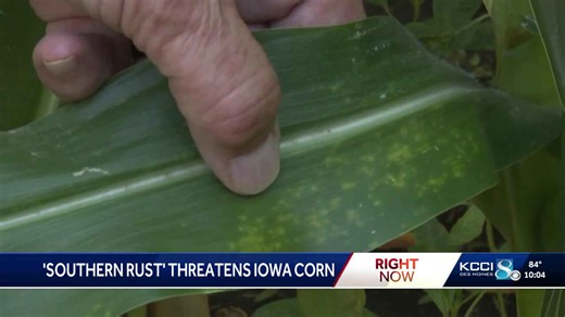 Iowa cornfields face early threat from 'southern rust'