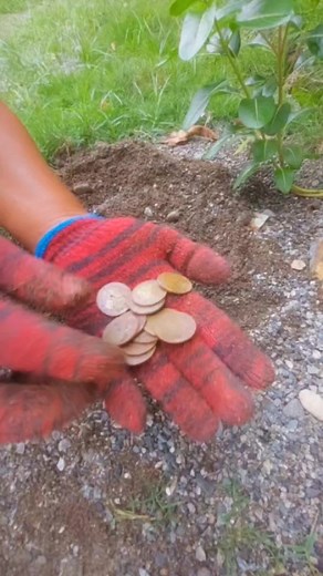 LUCKY Metal Detecting #pinpointdetector #metaldetecting #lotsofcoins #coins | GO finder