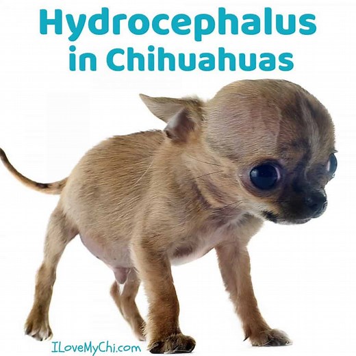Hydrocephalus in Chihuahuas - I Love My Chi