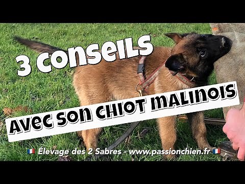 Les 3 conseils des choses à faire avec son chiot malinois dès son arrivée chez vous