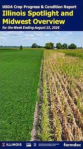 USDA Crop Progress and Condition update for Illinois and the Midwest | August 23, 2026