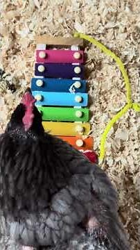 When Chickens Discover A Xylophone 😂 #montanahomestead #chickens #chickensplayingxylophone