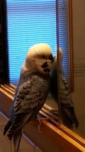 When your best friend is yourself 😂🦜✨ #petbirds #budgies #parakeets #funnyanimals #funny #cute #bird