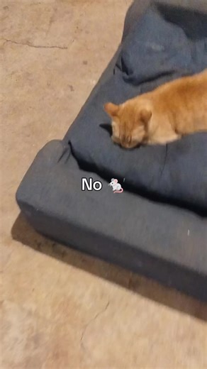 #Outsidecat#nongmo #cornflour#cornrice My seeds are well protected from the vermin