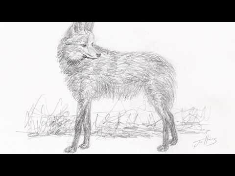 How to Draw a Maned Wolf Step by Step