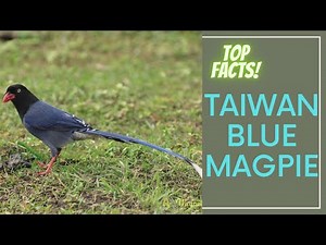 Taiwan Blue Magpie facts 🦜 Taiwan Magpie 🦜 Formosan Blue Magpie 🦜 "Long-tailed Mountain Lady"