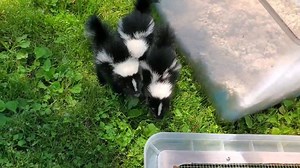 2.8K views · 193 reactions | Here is a video of the baby skunks getting used to being in the grass. Did you know that they love to dig up grubs out of the soil? And grubs are one of the reasons moles move into your lawn. Sooo...better a skunk dig a few tiny divots....than a mole dig a series of tunnels! | Nature's Nursery | Facebook