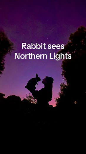 It was definitely more faint the night we went but at least the photo was still cool 🐰 #northernlights #bunny #rabbit #cuteanimals #california #petbunny