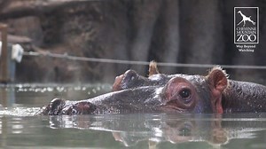 17K views · 1.6K reactions | It's #NationalHippoDay and we know...