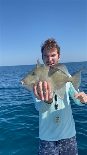 We caught this trigger fish while out hog fishing! #triggerfish #hogfish | Groupermvp