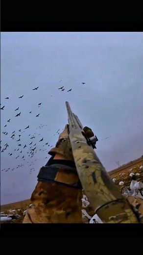 Hundreds of Geese Overhead! #goosehunting #birdhunting #hunting #shorts #video