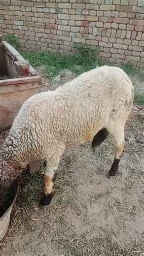 "Desi Sheep with Black Head 🐑 | Peaceful Farm Life"
