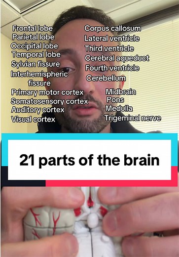 Brain Anatomy in 60 Seconds: Labeled Lobes & Key Structures