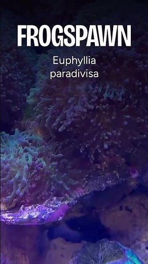 Why Frogspawn Can Make a Great Addition to Your Aquarium! Reef Tank Secrets