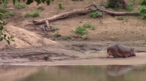648K views · 16K reactions | This hippo mother is a true epitome of "mothers love". Imagine care, protection and patience she exudes as the tiny critter staggers with his first wobbly steps after birth? Heart-melting 殺❤️鍊鍊 #gamedrivesafari #africansafari #hippos #hippo #hippopotamus #safari #boatsafari #boatcruise #hippobaby #babyanimals | Wildfriends Africa | Facebook