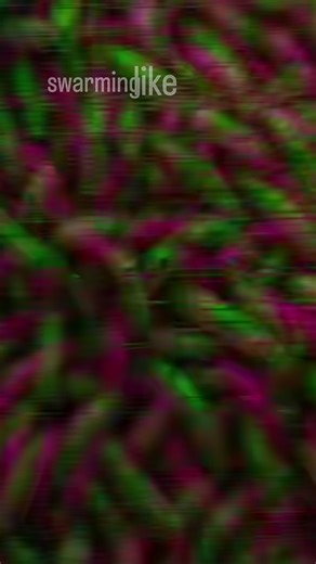 SWARM #hardcoremusic #pathologic #beatdownhardcore #metalfypシ #metalcoretiktok