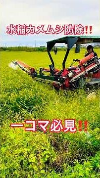 美味しくて綺麗なお米を作るために、最後のカメムシ防除をやってみた