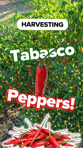 16 reactions | Smart Pot Edvin in Oklahoma Zone 7a is harvesting a...